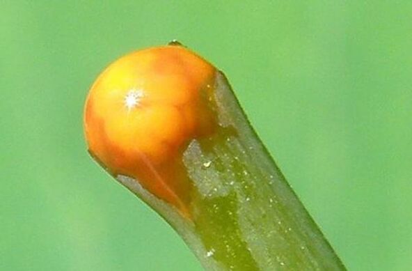 propriétés de la chélidoine dans le traitement des papillomes